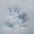 Matelas en mousse à mémoire de forme 14 pouces avec 2 oreillers